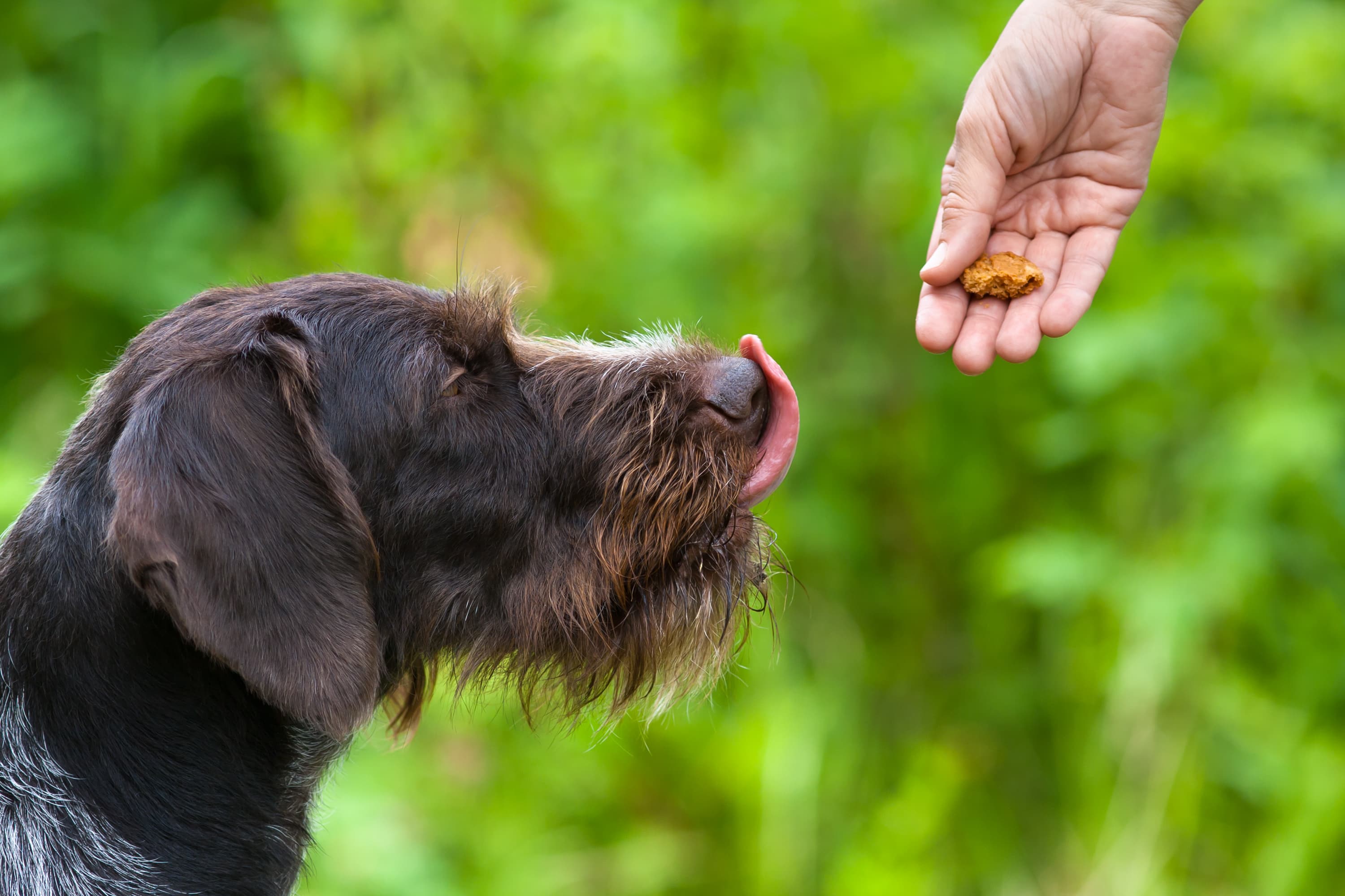 Friandises pour chien naturelles