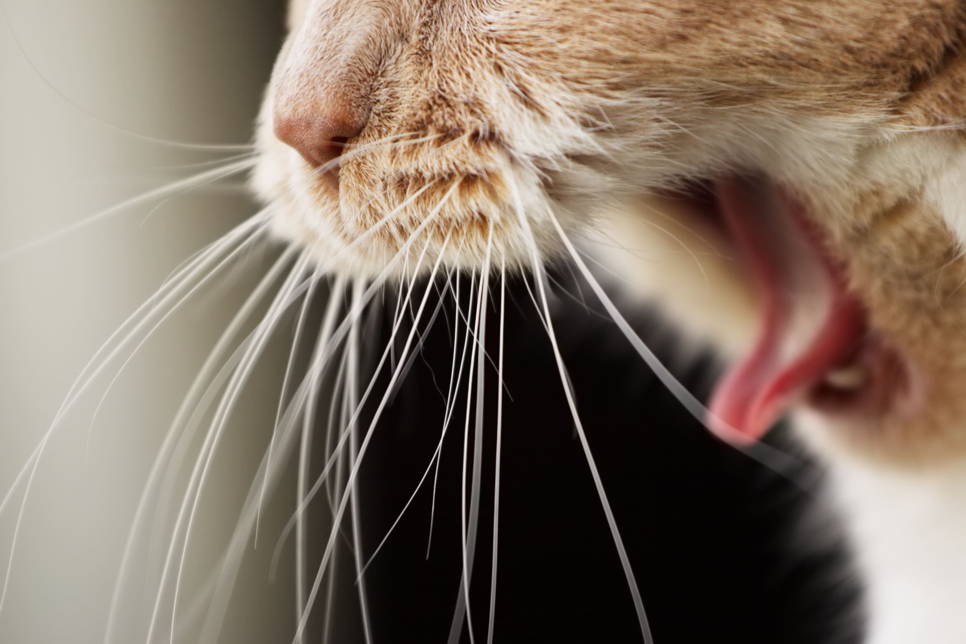 Gingivite-du-chat