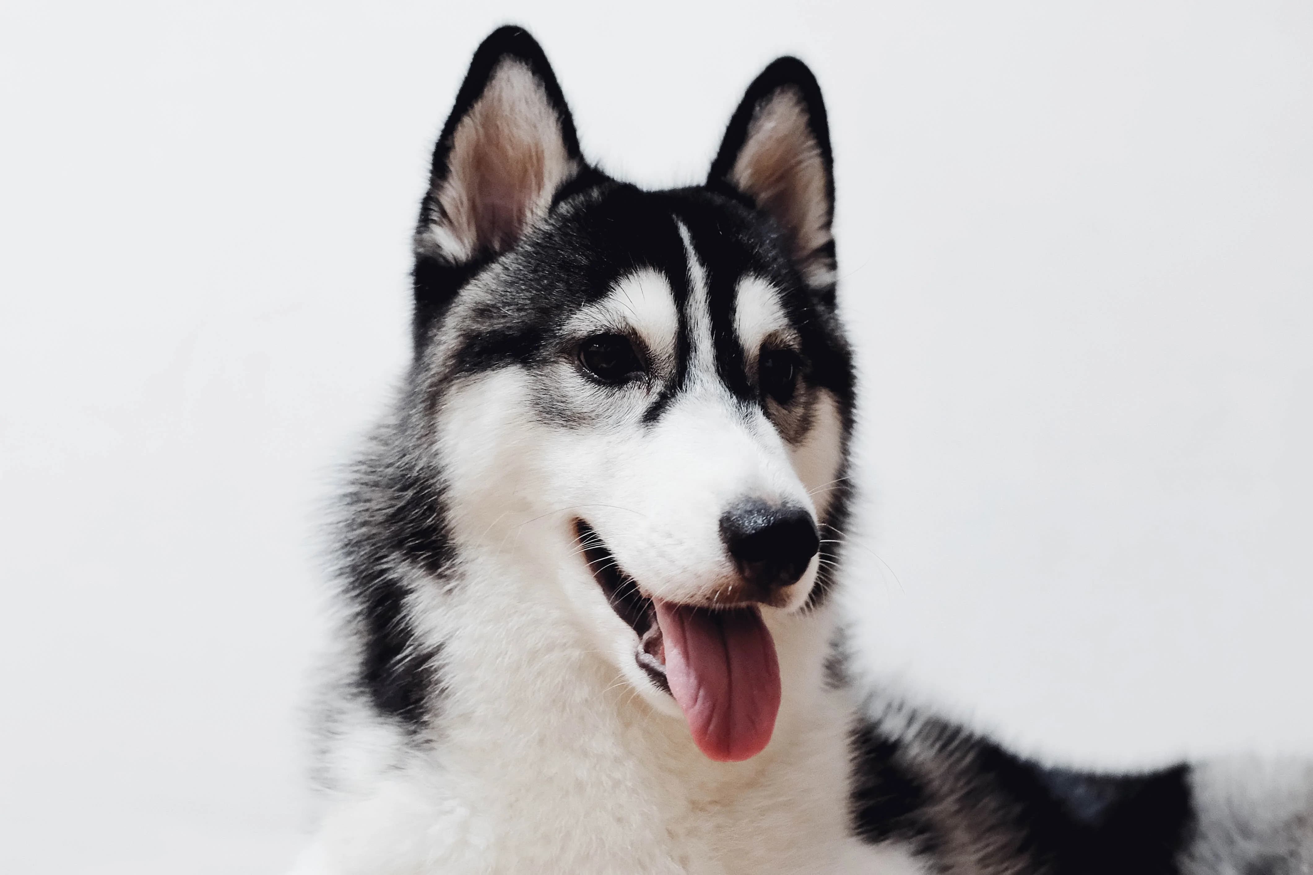Husky-vegan-neige