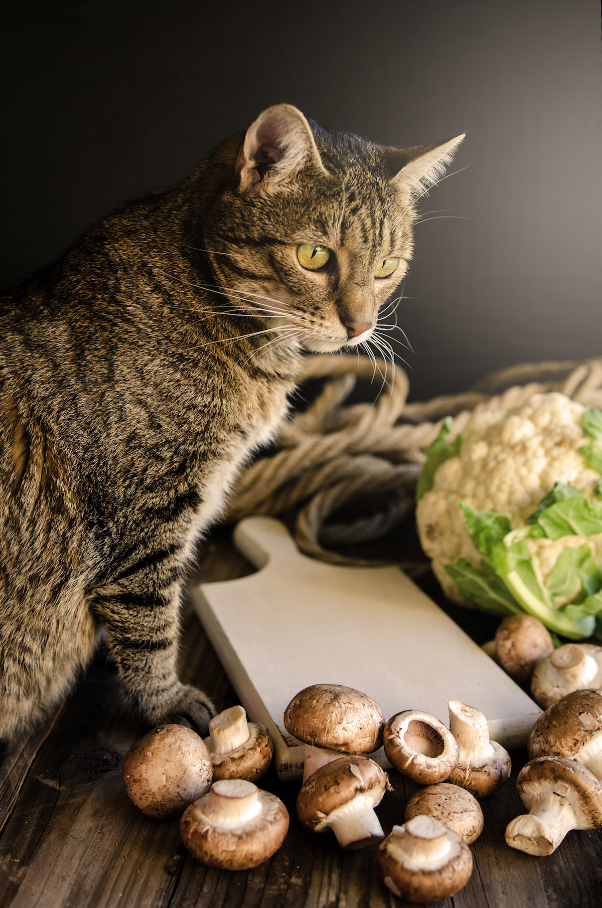 Pâtée pour chat boîte
