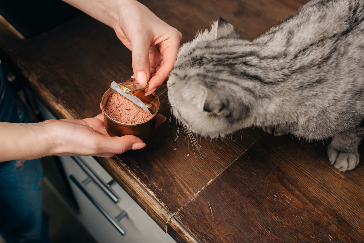 Pâtée pour chat cuisine