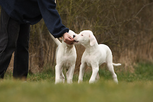 Friandise chien attention aux abus