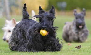 Friandise chien hypoallergénique