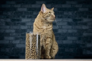 Friandise pour chat nos conseils