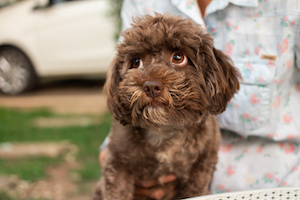 Friandises chien a quoi servent elles ?