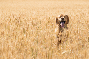 friandises-chien-bien-etre