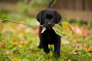 Friandises chiens sains et sans céréales