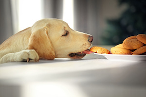 Gateaux pour chien les bons critères de choix