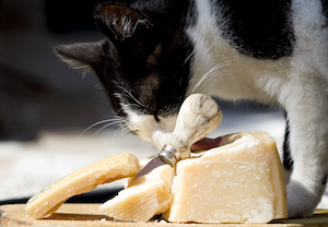 Gâteaux pour chat