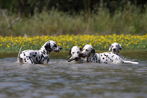 Hygiène bucco dentaire du chien