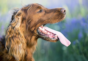 Hygiene bucco dentaire des chiens