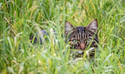 douleurs articulaires chat