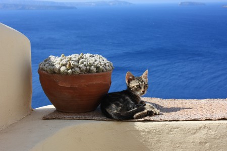 La terre de diatomée complément alimentaire pour chiens et chats