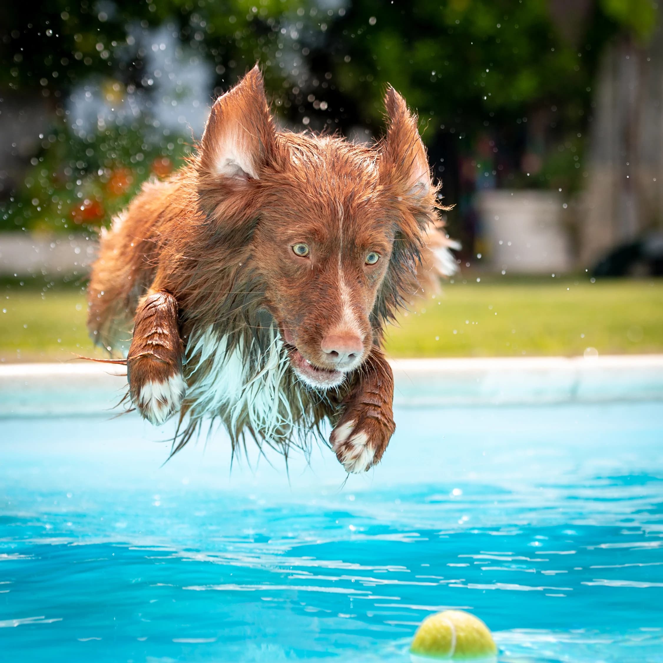 Piscine-chien-balle
