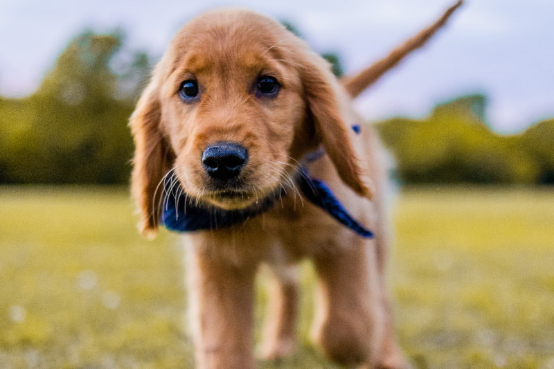 Chiot