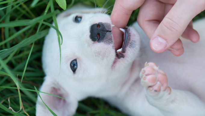 hygiene-dentaire-chien-doigt