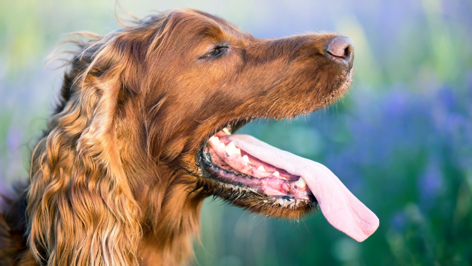 hygiene-dentaire-chien-langue