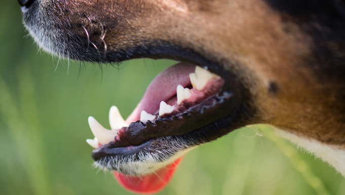 hygiene-dentaire-dents-langue-chien
