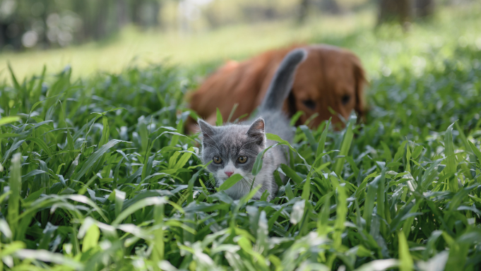 ma-routine-anti-parasitaire-chaton-golden-herbes