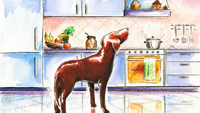 recettes-friandises-cuisine-maison-chien