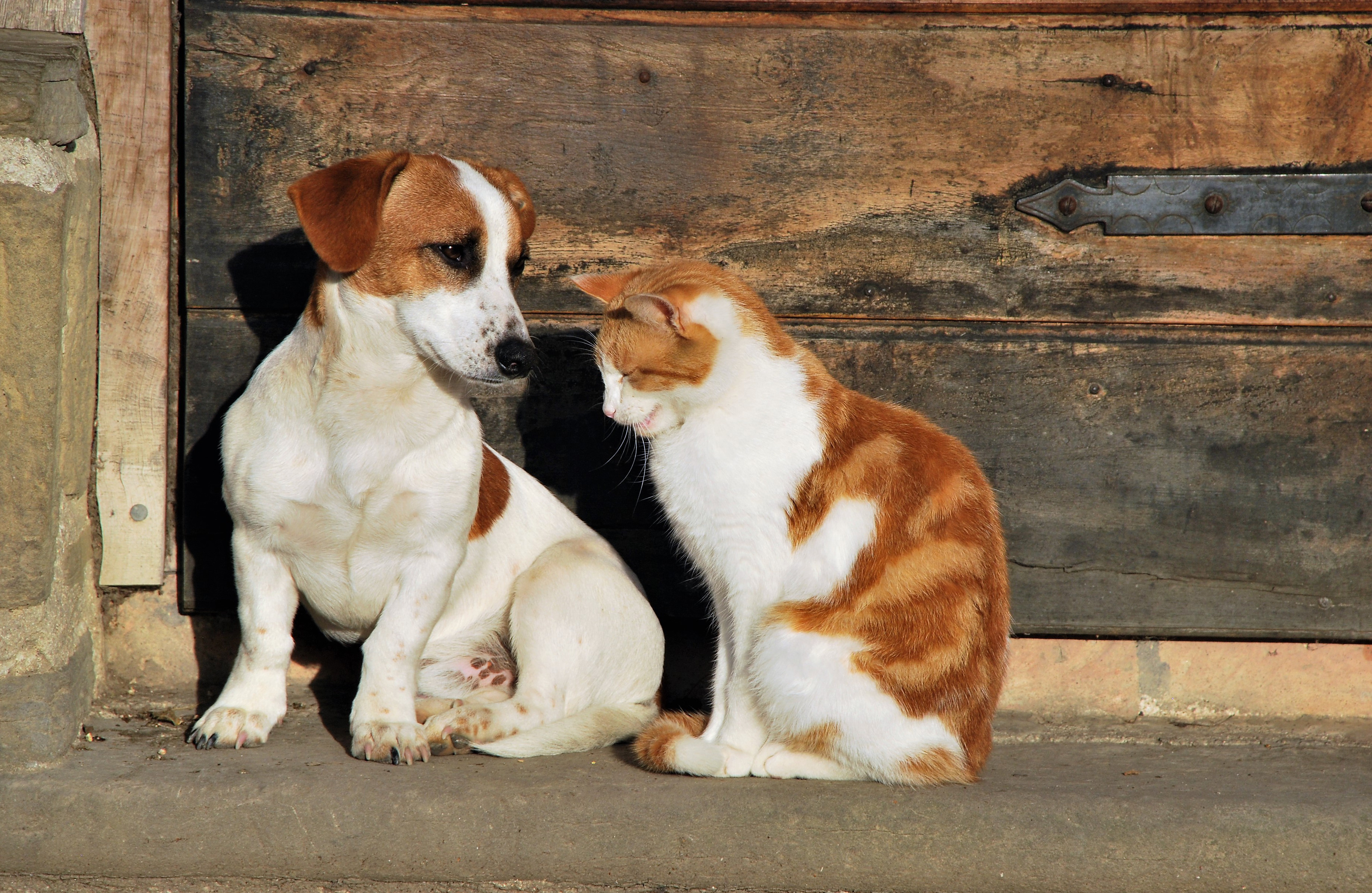 TERRE DE DIATOMÉE antiparasitaire naturel et vermifuge chien et chat