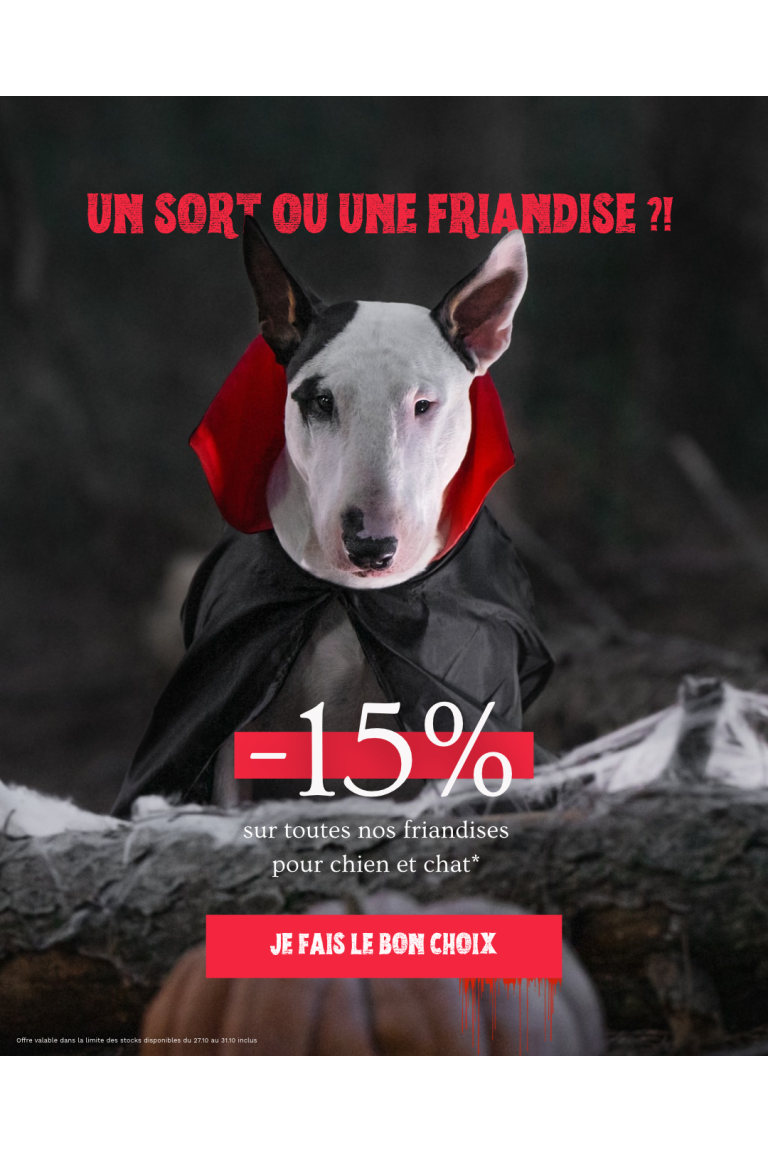 Halloween chien