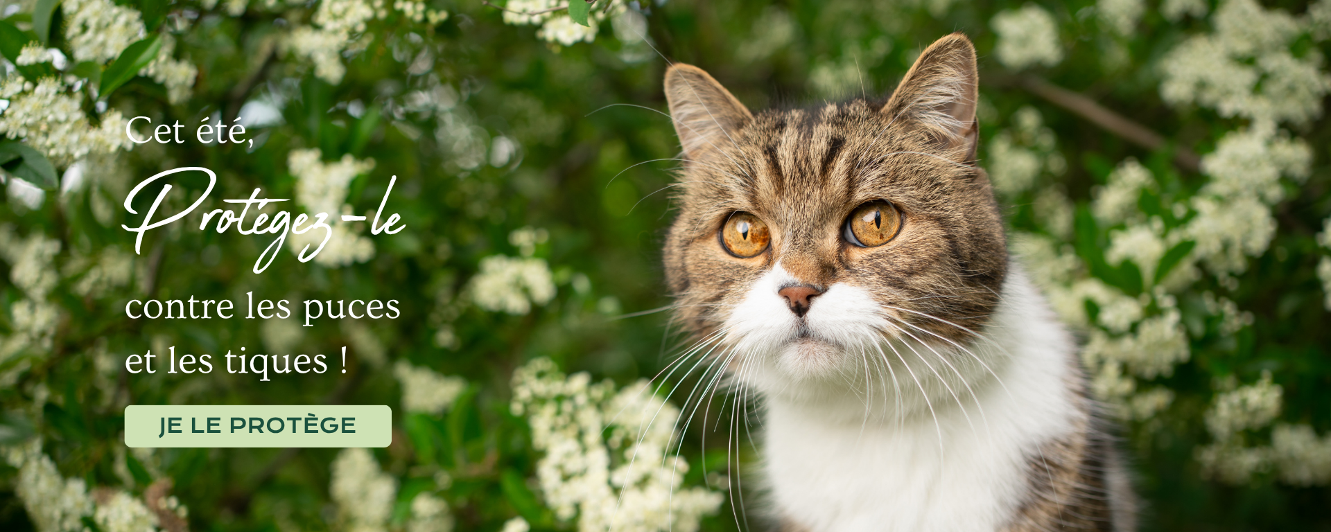 Antiparasitaires - Chats