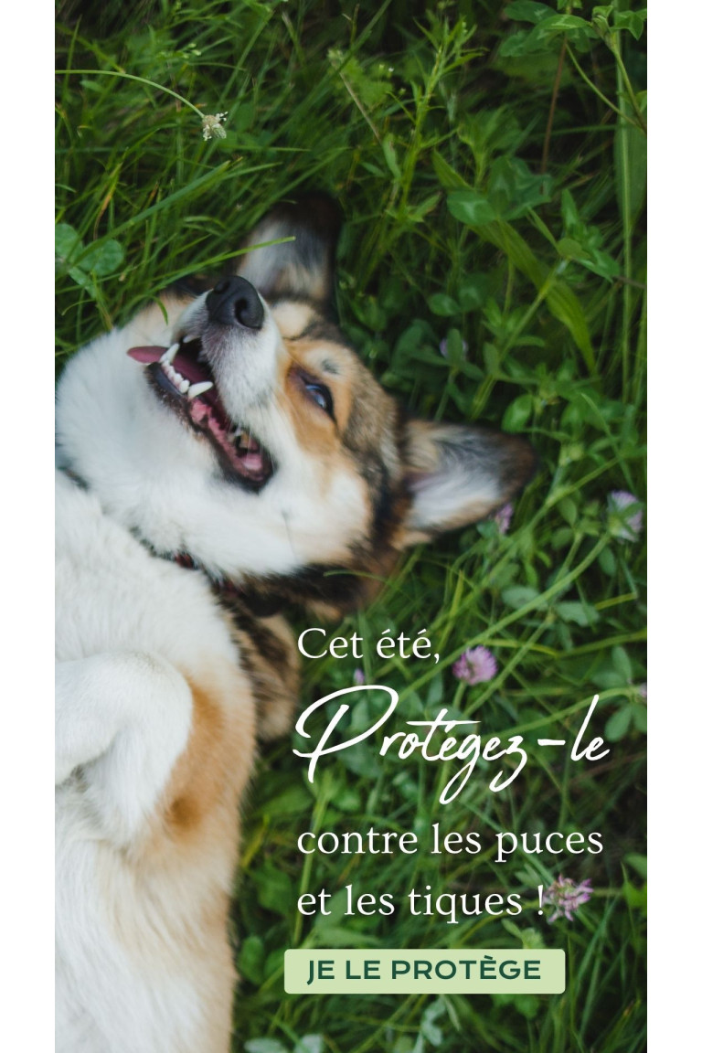 Antiparasitaires - Chiens