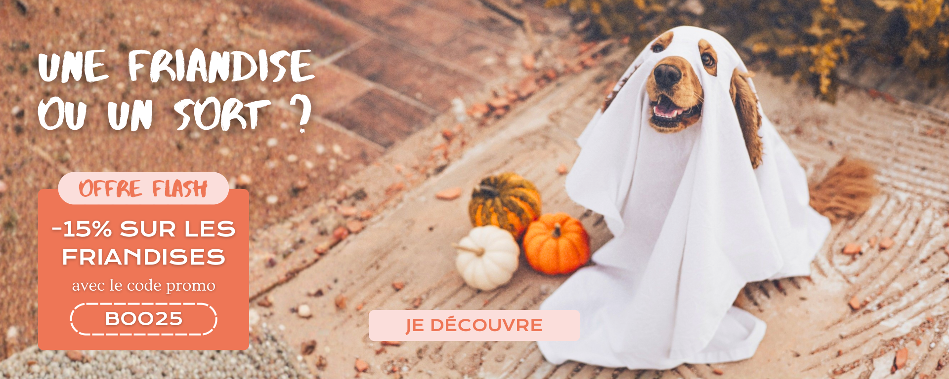 Offre flash halloween chiens