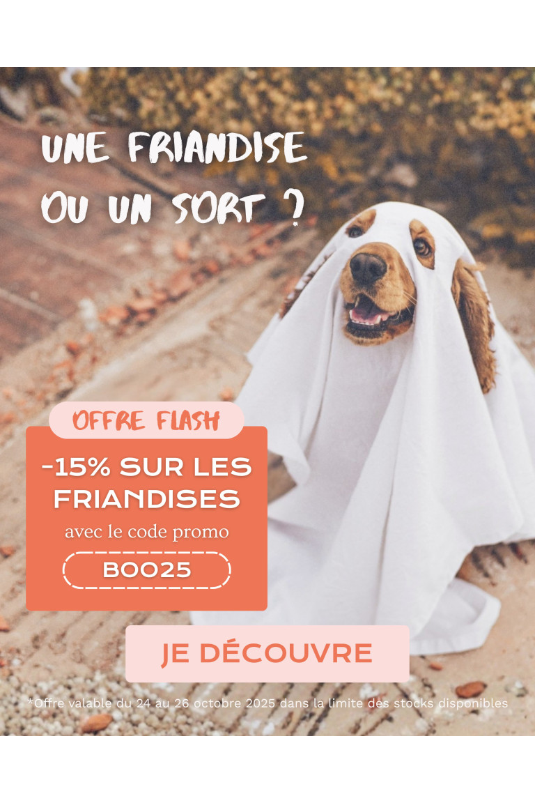Offre flash halloween chiens