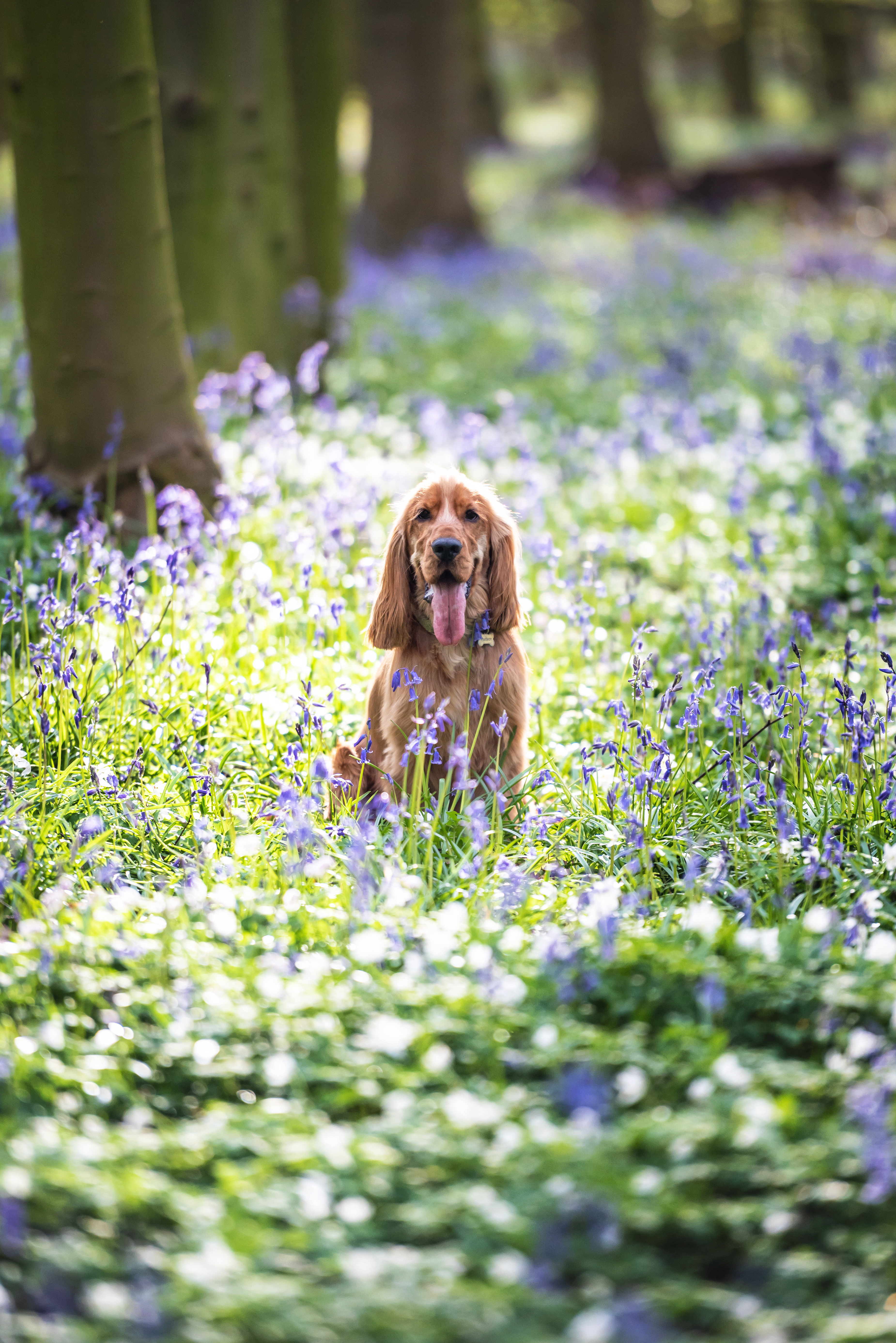 🐾 Protéger naturellement, c’est possible