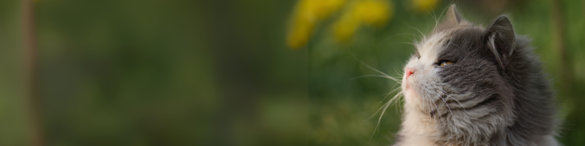 -15% sur la collection Chats de Nature's Protection