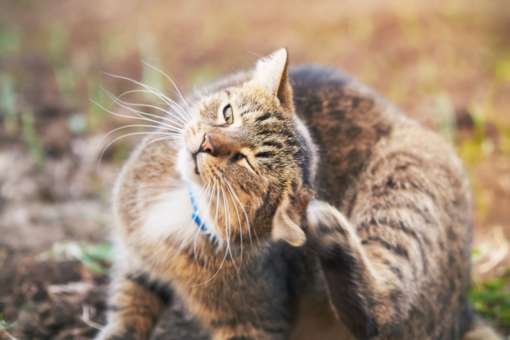 Anti tique chat : quelles solutions utiliser ? 