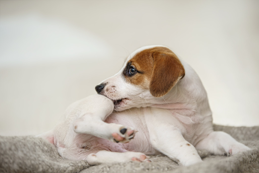 Mon chien se gratte : quelles solutions ?