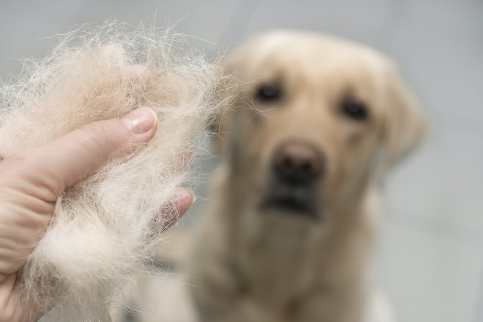 Mon chien perd ses poils : causes et solutions