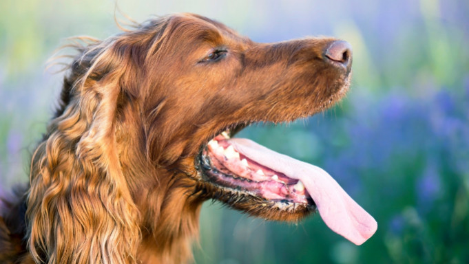 Mon chien a du tartre, que faire ?