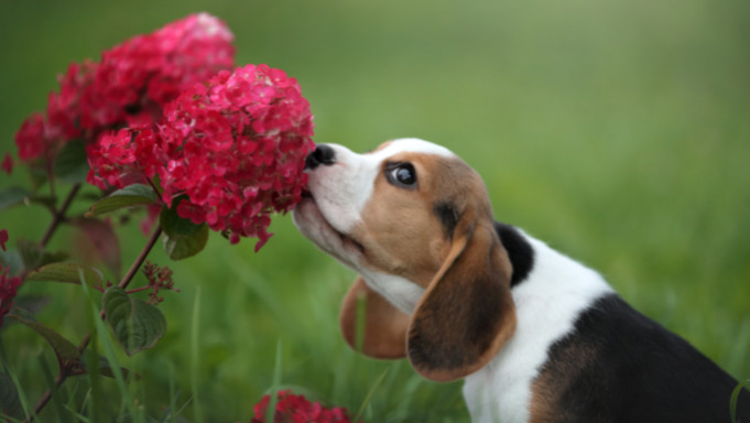 Mon chien au jardin