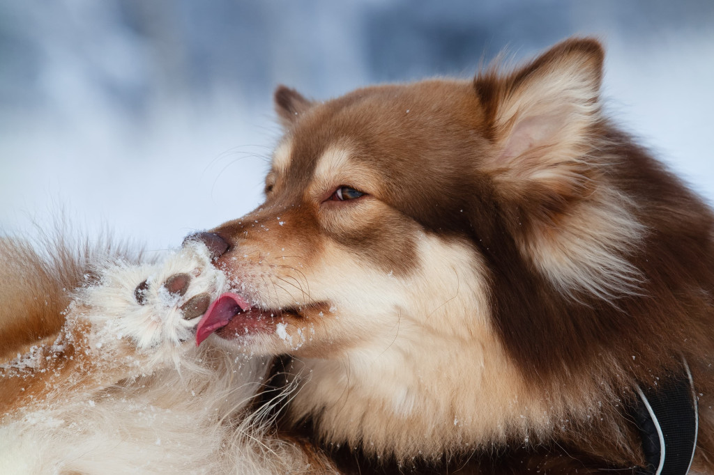 Pourquoi mon chien se lèche les pattes ?