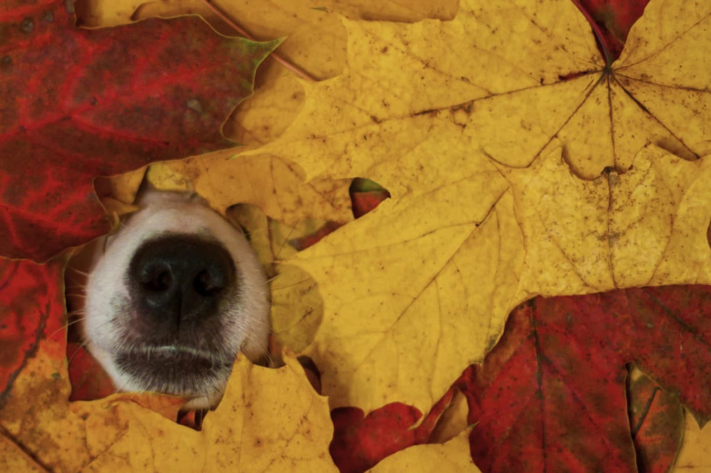 Ma check list pour un automne serein