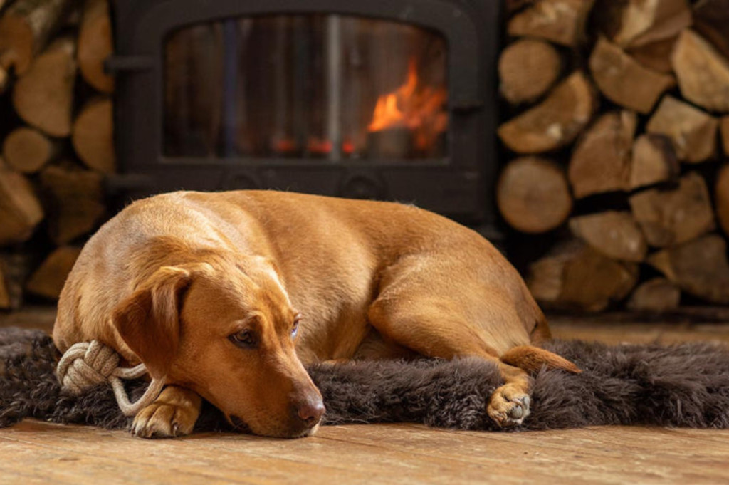 Une étude démontre que plus de 70% des chiens présentent des symptômes d’anxiété