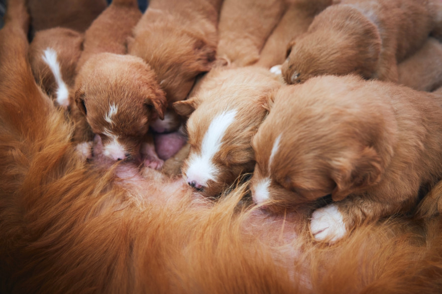 Gestation et mise bas de manière naturelle : conseils & compléments 