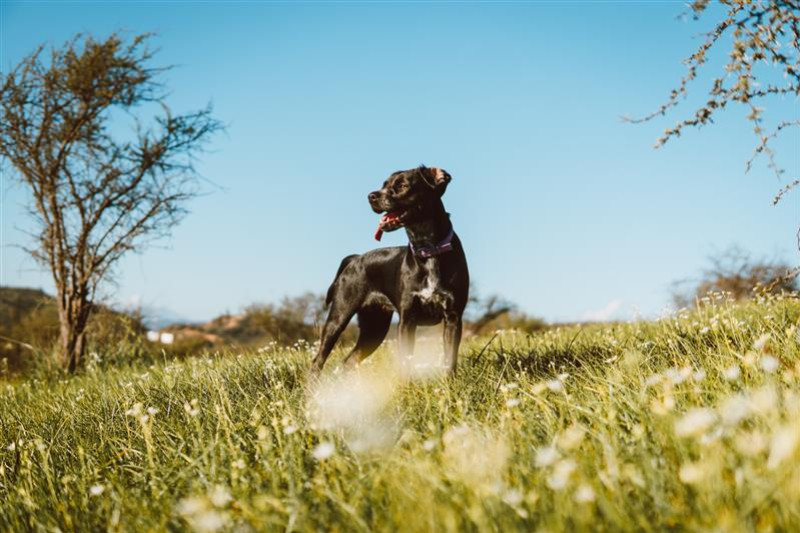 Comment calmer naturellement un chien stressé ? 