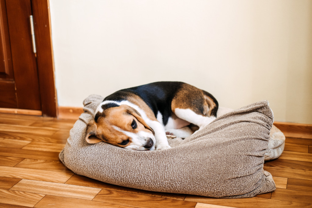 Mon chien a la diarrhée : causes, solutions naturelles et compléments utiles
