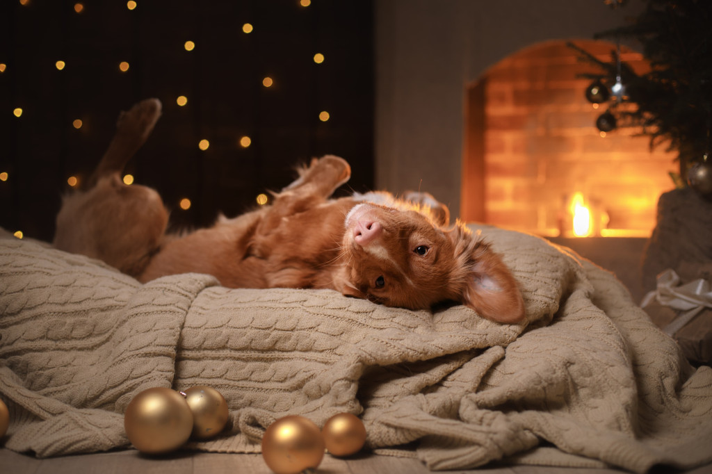 Noël chaleureux avec votre chien ou chat : un guide pour des fêtes sereines