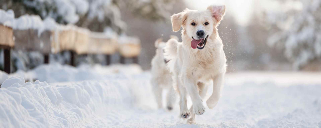 Comment prendre soin de mon chien durant l'hiver ?
