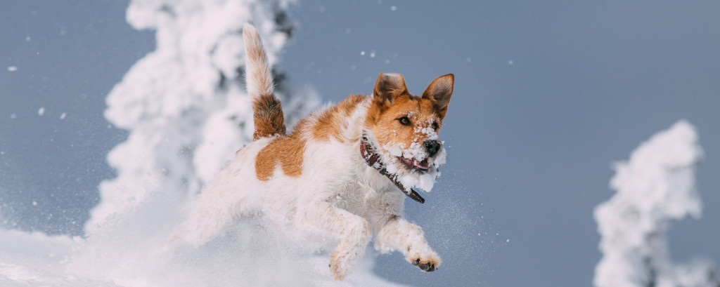 Les signaux qui montrent que votre chien a besoin d’une cure d’hiver 