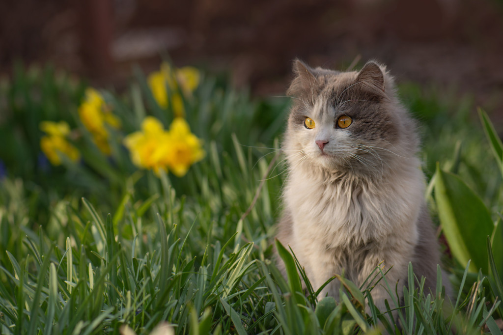 Pâtée pour chat et alimentation humide, tout ce qu'il faut savoir