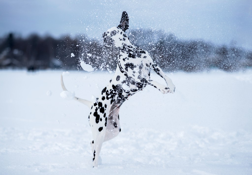 Prendre soins des articulations de votre chien 