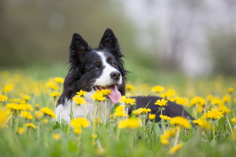 Balades de printemps avec mon chien : que prévoir pour une sortie sans stress ? 