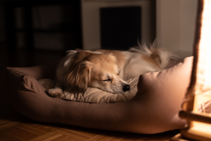 Combien de temps puis-je laisser mon chien seul la nuit ? 